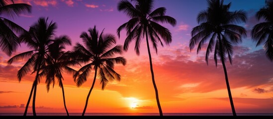 Fototapeta na wymiar Palm trees silhouette sunset beach sky