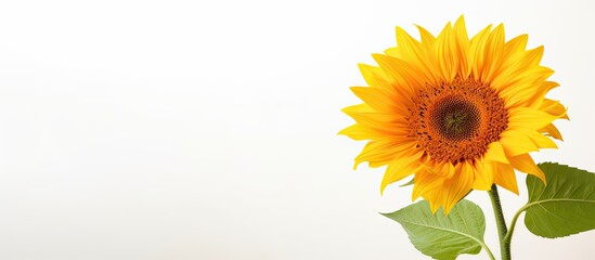 Sunflower vase table