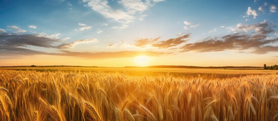 Field of golden wheat under setting sun