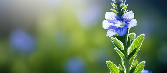 Blue flower grows among grass