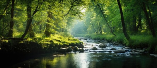 Fototapeta na wymiar A serene river flows through a verdant forest of trees