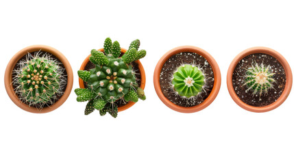 Serene Potted Cactus on the transparent background, PNG Format