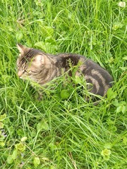 Un chat rayé en train de machouiller ou de manger de l'herbe, en plein milieu d'un gazon, se...