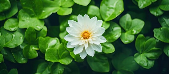 White bloom amidst lush foliage