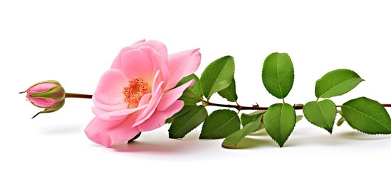 Pink rose on stem with leaves - obrazy, fototapety, plakaty