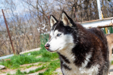 husky dog photos