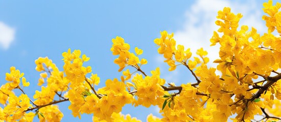 Yellow flowers tree blue sky
