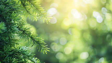 Fototapeta na wymiar Closeup of beautiful nature view green pine leaf 