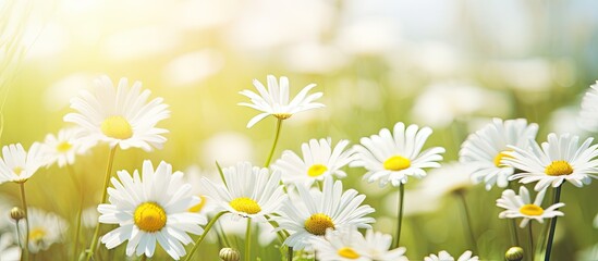 Field of white daisies amidst green grass