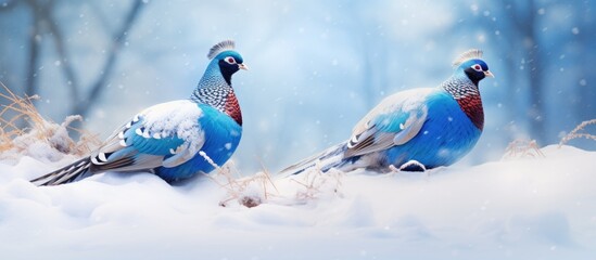 Fototapeta premium Two birds in snow together