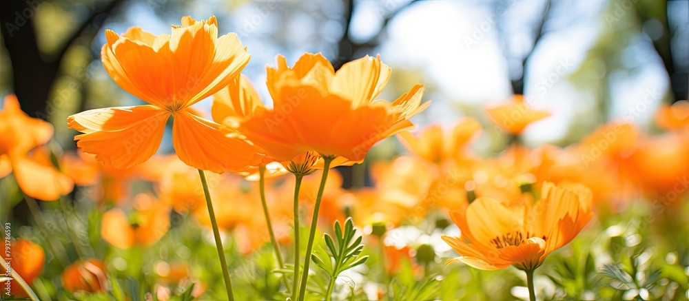 Canvas Prints Field filled with vibrant orange blooms under a backdrop of trees