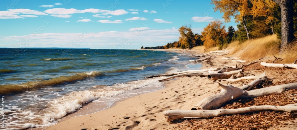 Canvas Prints Trees by beach water