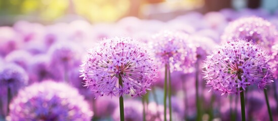 Obraz premium Purple flowers in sunlight