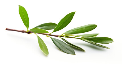 Naklejka premium olive branch on white background, center image is blank сreated with Generative Ai