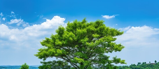 Obraz premium Tree in a field with sky