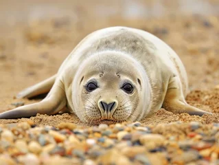 Foto op Plexiglas A young grey seal, Grey seal Halichoerus grypus, cute young animal © mirifadapt