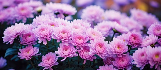 Field of purple blossoms amidst vibrant green foliage