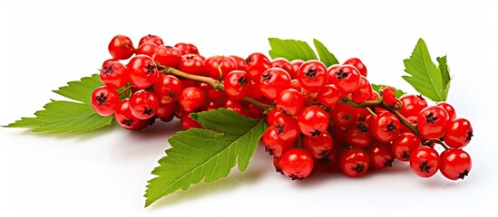 Red berries cluster with green foliage