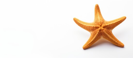 Fototapeta na wymiar Starfish close-up on white background