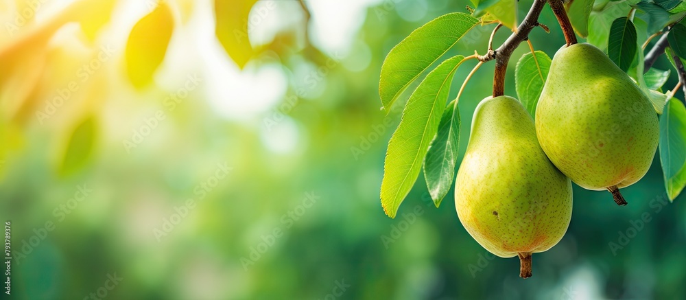 Poster Pears on Branches