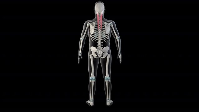 Splenius Capitis Muscles on Whole Human Body