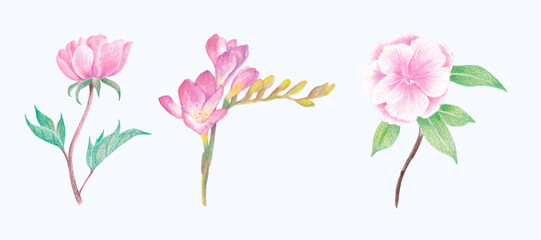 Hand-Drawn Blooming Flower - Spring Flower Illustration