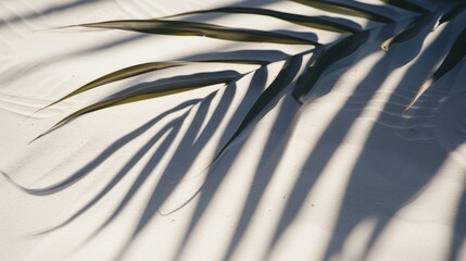 b'Palm leaf shadow on sand'