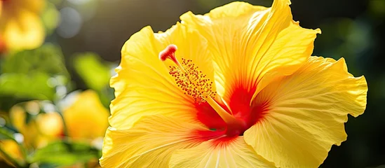 Foto op Canvas Yellow Petal Red Center Garden Bloom © Ilgun