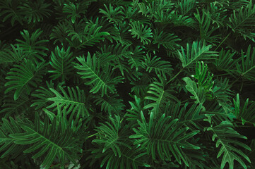 tree leaves natural leaves Tropical nature of the Asian tropics Natural leaf concept as background