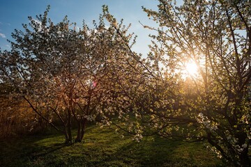 Blooming trees in the spring garden in the sunlight in the evening
