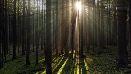 Majestic sunrise with sun beams through trees in mossy forest landscape. 