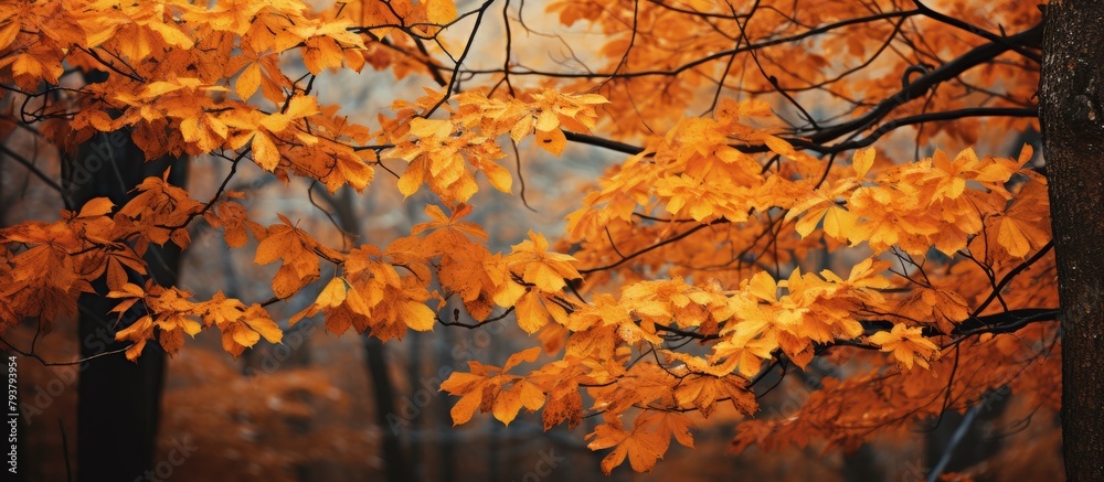 Sticker Autumn tree with golden foliage up close