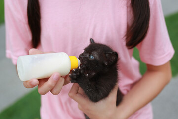 Closeup child hands feeding for her kitten. - 793793949