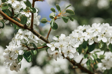 Delicate flowers with white petals on blooming apple tree in blossoming garden on sunny day in spring 