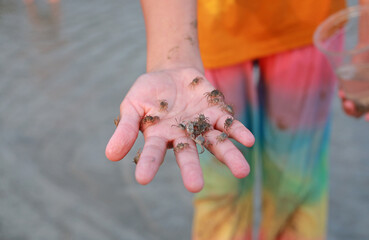 Close-up young girl hand holding small crab. - 793795951