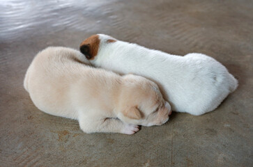 Newborn puppies lying on cement floor. - 793796128
