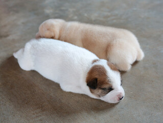 Cute Newborn puppies lying on cement floor. - 793796194