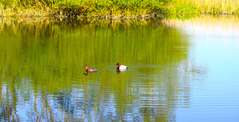 Birds and animals in the wild. A pair of wild ducks swim in an outdoor pond. Sunny spring-summer...