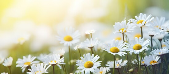 Field of white daisies amidst lush green grass