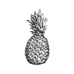 Hand-drawn pineapple sketch. Isolated vector ananas illustration. Whole tropical fruit, food sketch. - obrazy, fototapety, plakaty
