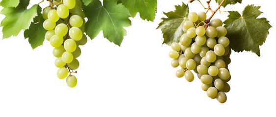 Set of green grape vine transparent image