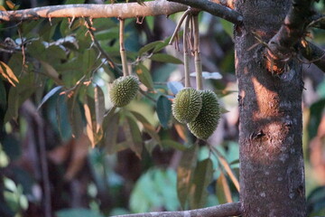 close up of a small durian fruit