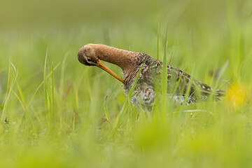 Rycyk black-tailed godwit, limosa limosa
