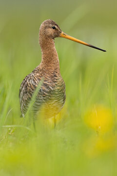 Rycyk black-tailed godwit, limosa limosa
