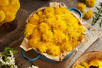 Fresh yellow dandelion flowers harvested in spring in a blue pot. Ingredient for herbal syrup.