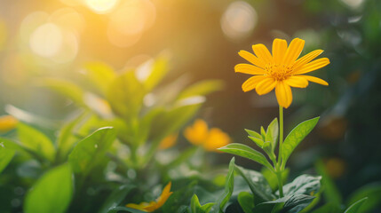 Closeup of mini yellow flower under sunlight with copy space