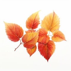 A watercolor of Autumn Leaves isolataed on white background
