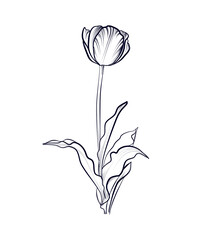 vector hand-drawn illustration of a tulip flower