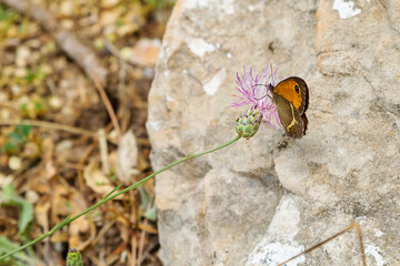 Endemic butterflies in the Cuenca mountains