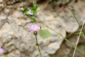 Endemic butterflies in the Cuenca mountains